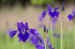 - いざ菖蒲 -