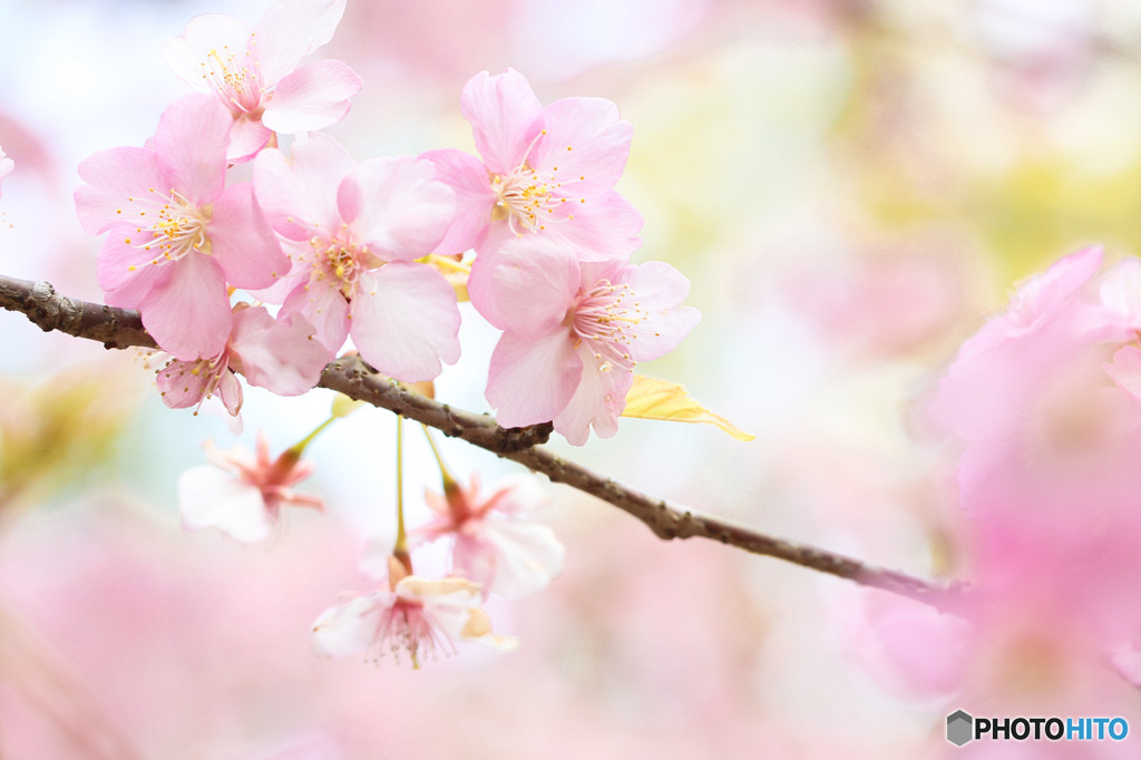 - blooming case4 -