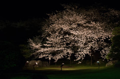 あさくら扇桜