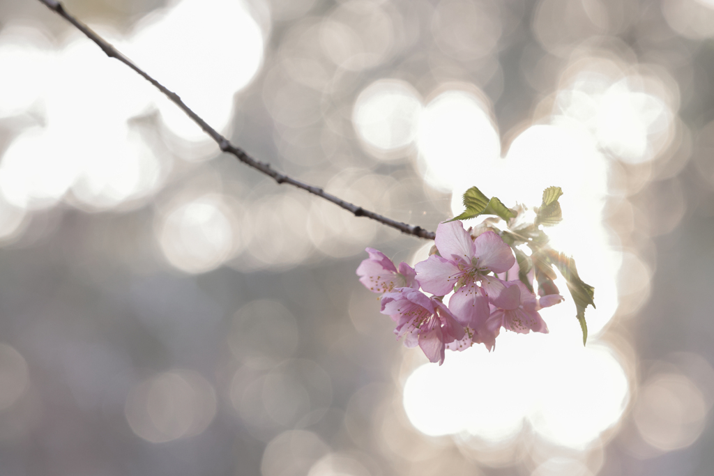 桜花