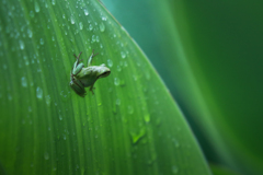 雨蛙