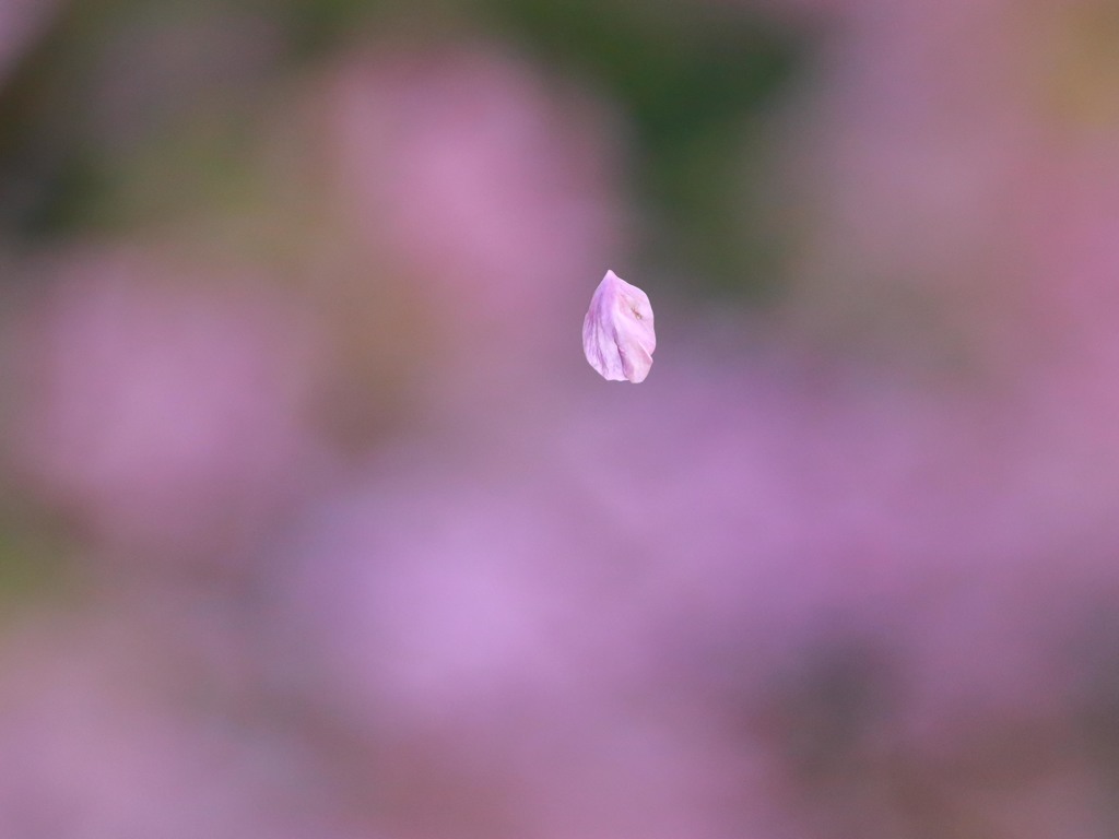 ひとひら