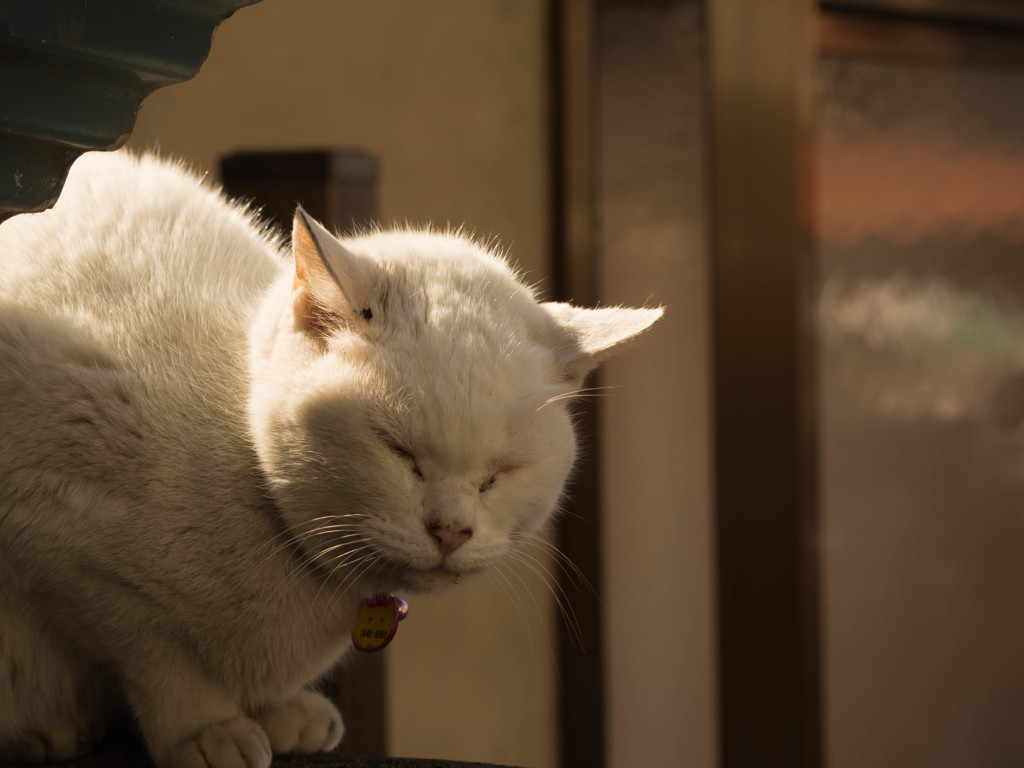 - ねこ -