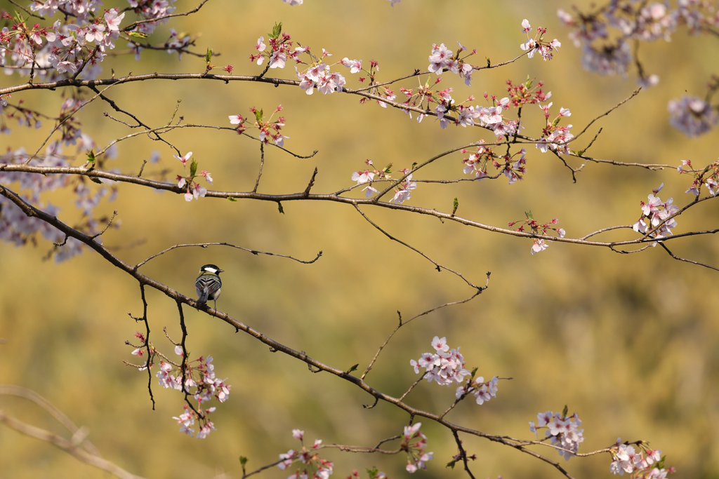 四十雀に桜