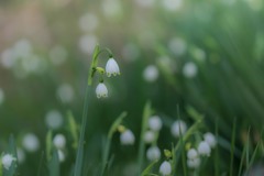 Leucojum aestivum