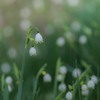 Leucojum aestivum