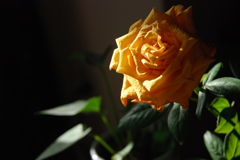 ばらの花