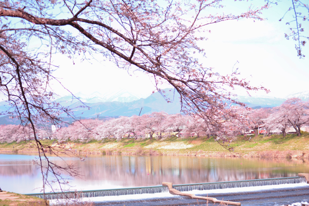 一目千本桜　蔵王連峰1