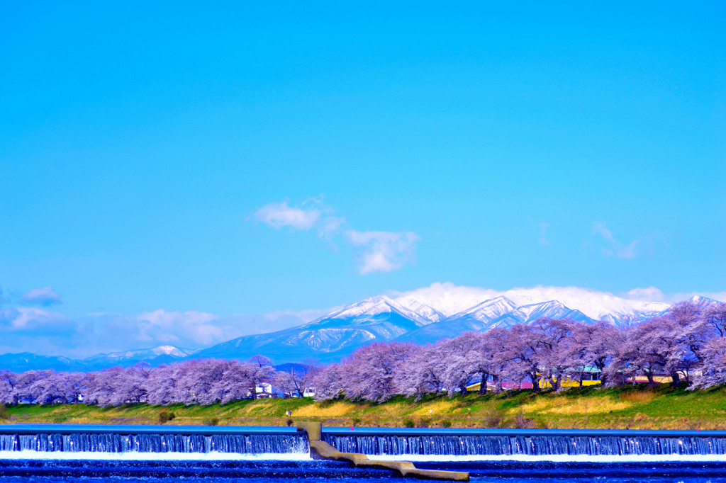 蔵王連峰　一目千本桜