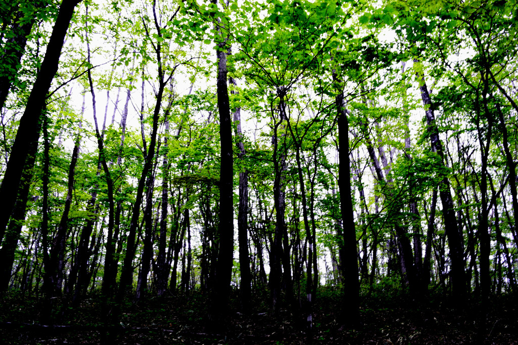 DSC_0003 (4)雑木林