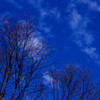 DSC_0012 青空と芽吹き
