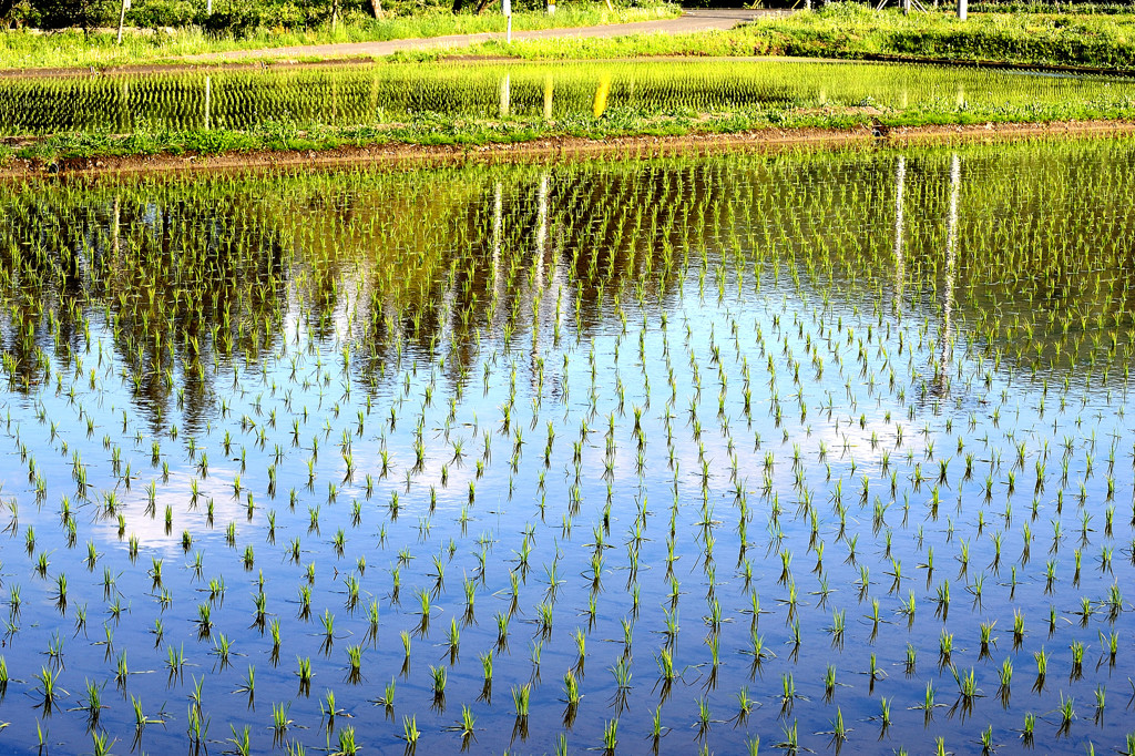 水田　初夏のひとめぼれ