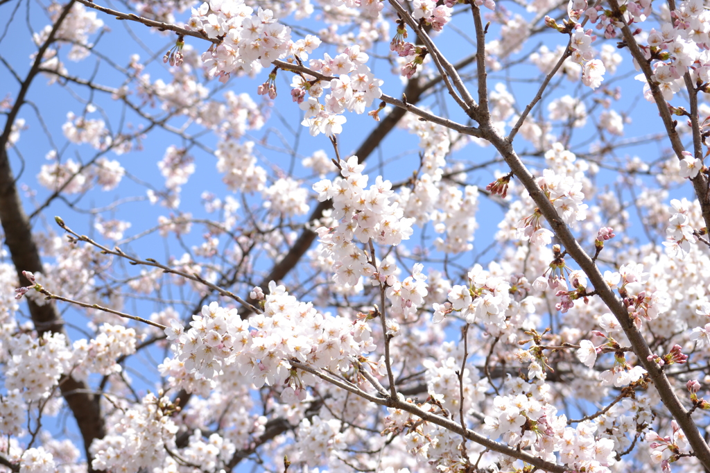 一目千本桜　ソメイヨシノ