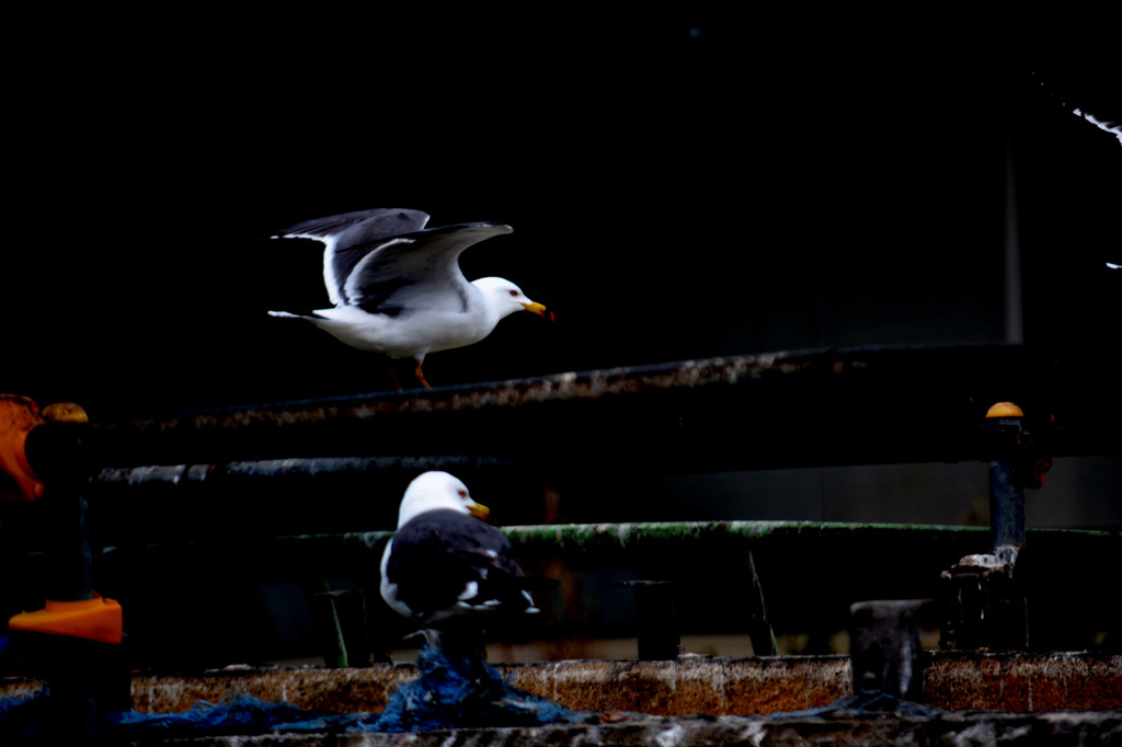 DSC_0067 (2)ウミネコ　被災地工場にて1