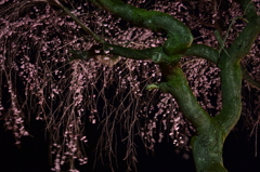 白石城　夜桜