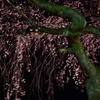 白石城　夜桜
