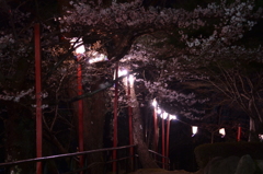 夜桜とぼんぼり