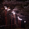 夜桜とぼんぼり