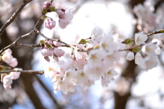 一目千本桜　ソメイヨシノ