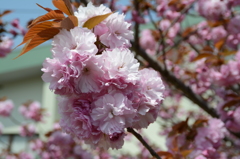 八重桜