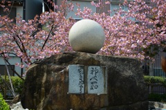 八重桜