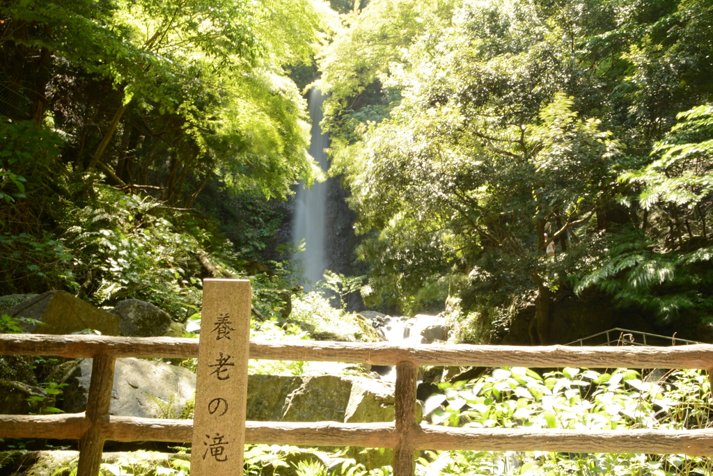 養老の滝