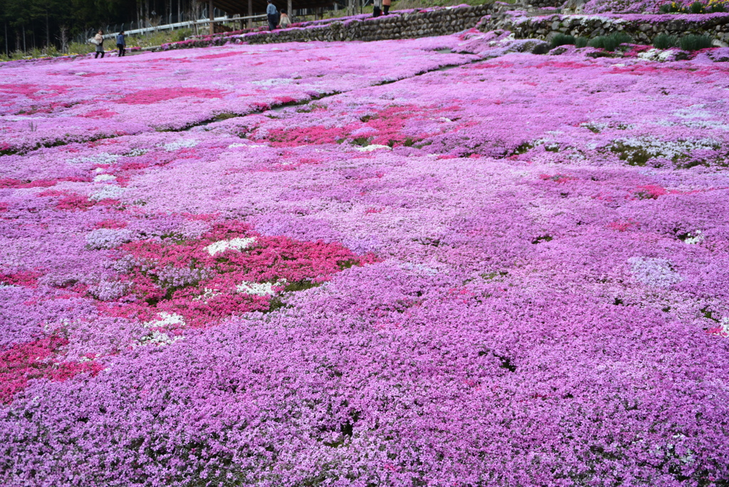 國田家の芝桜