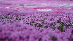 國田家の芝桜