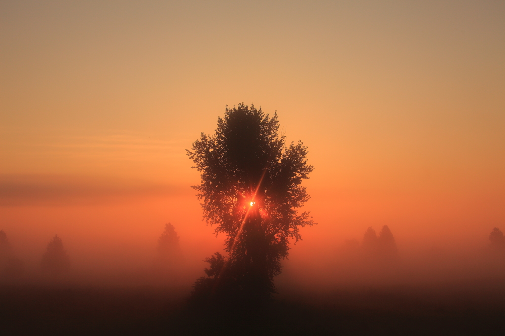 紅の朝霧