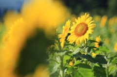 夏の日差し