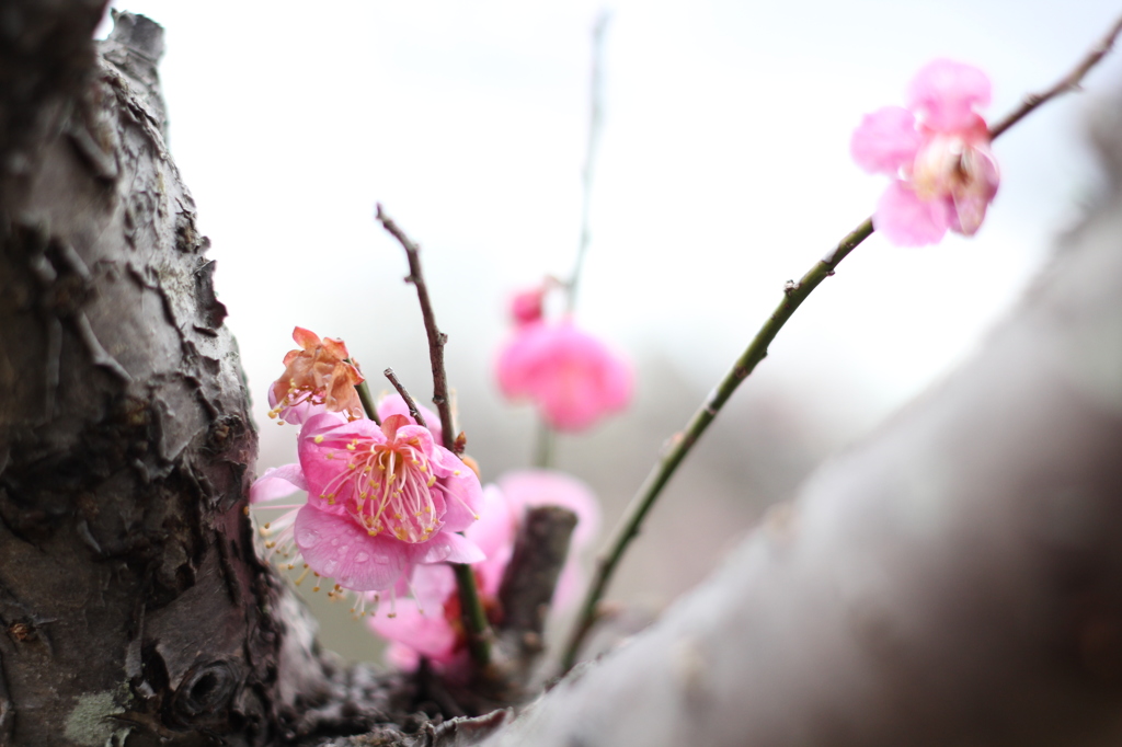 雨風を耐え忍ぶ梅の花