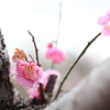 雨風を耐え忍ぶ梅の花