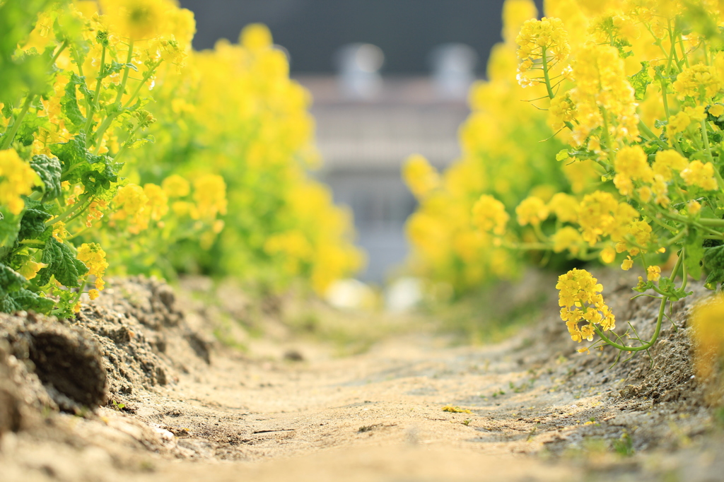 菜の花畑