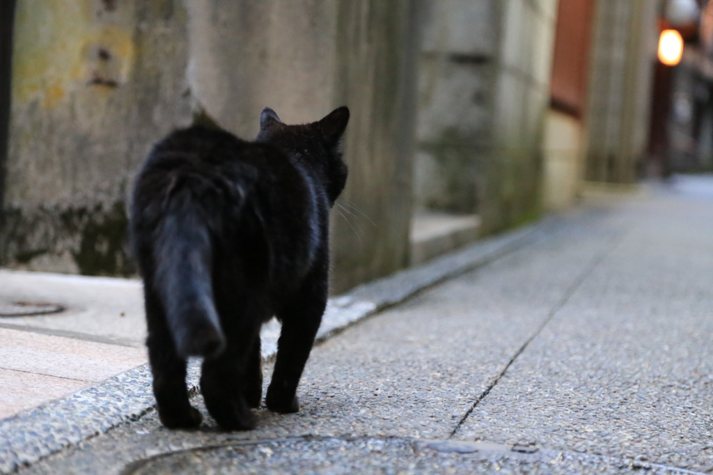 路地裏のクロネコ