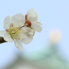 梅と名古屋城