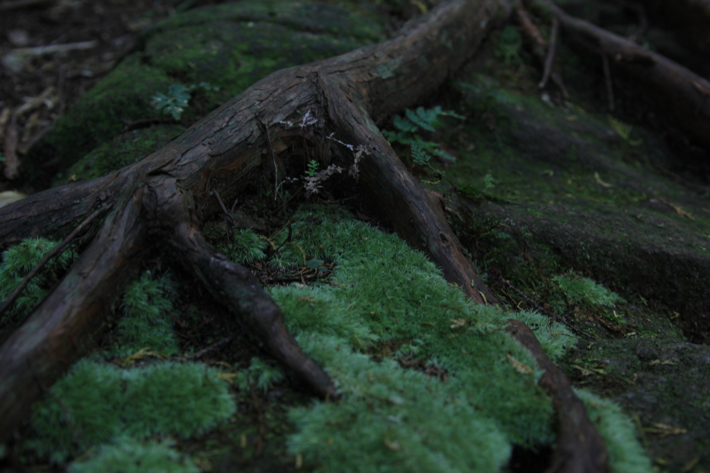 熊野古道の苔