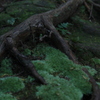 熊野古道の苔