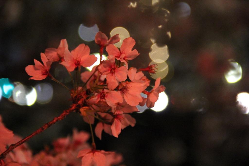 2013桜