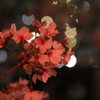 2013桜