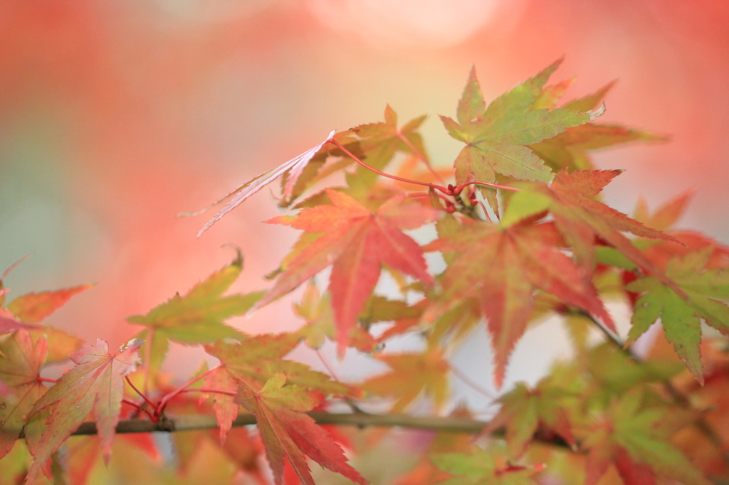 九華公園もみじ