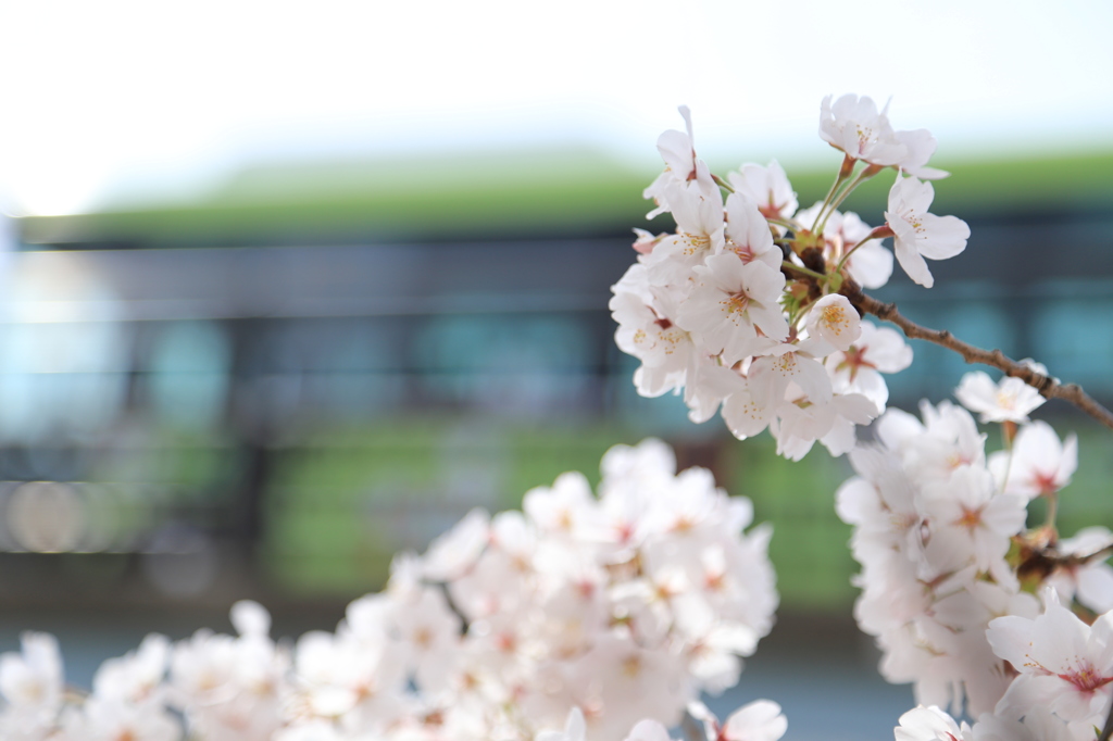 桜とバス