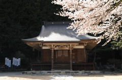 1304_桜_06