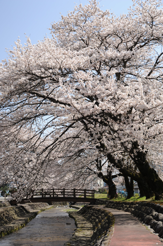 1304_桜_01