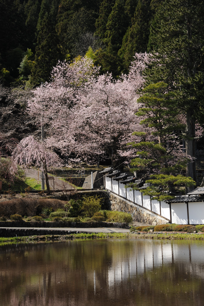 1304_桜_07
