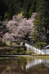 1304_桜_07
