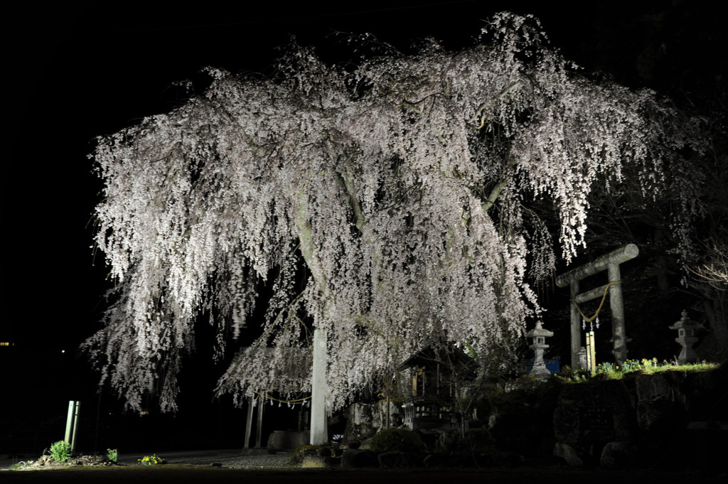 1304_桜_11