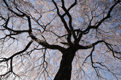 1304_桜_08