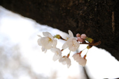 1304_桜_09