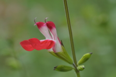 白花チェリーセージ