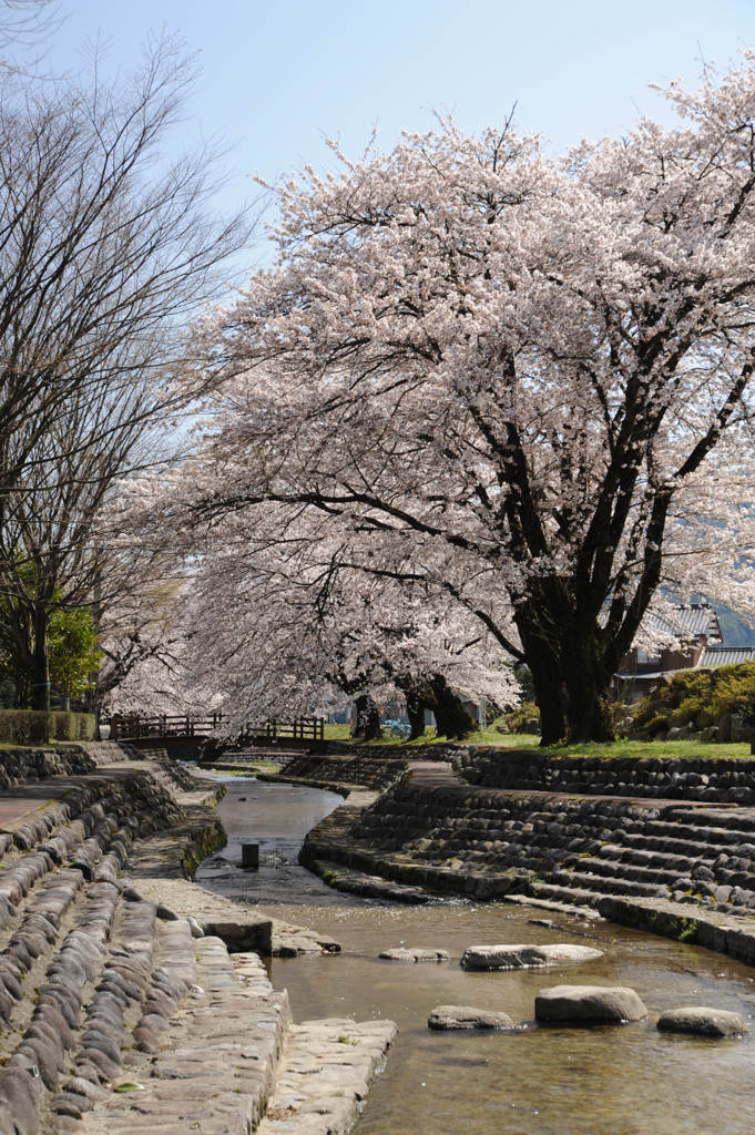 1304_桜_03